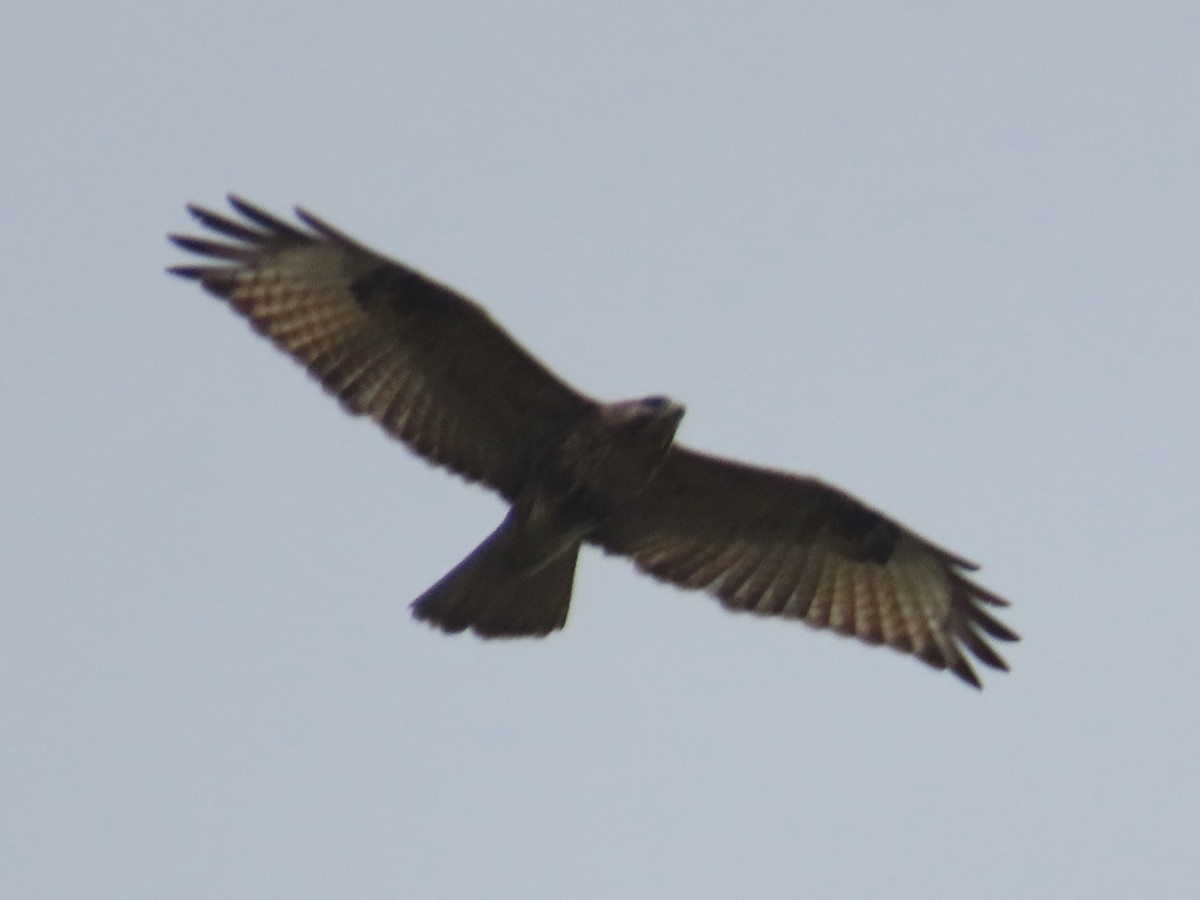 Buse du Japon - ML647454293