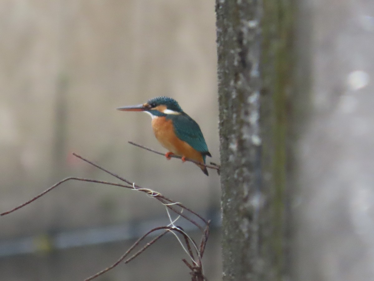 Martin-pêcheur d'Europe - ML647454296