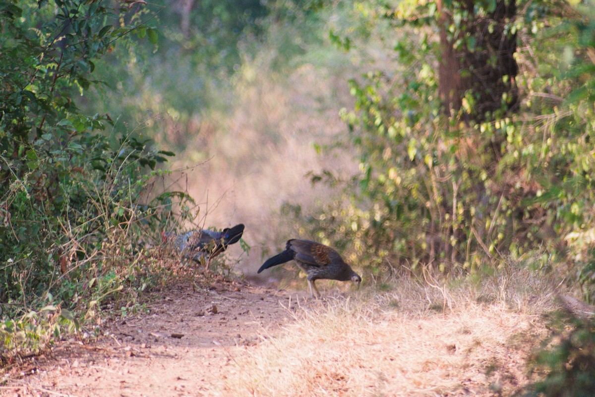 Coq de Sonnerat - ML647454297