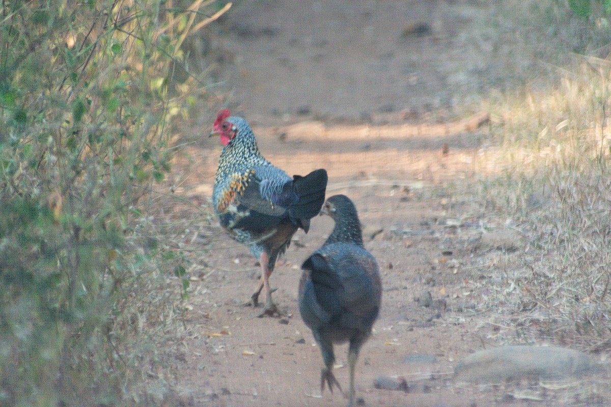 Coq de Sonnerat - ML647454298