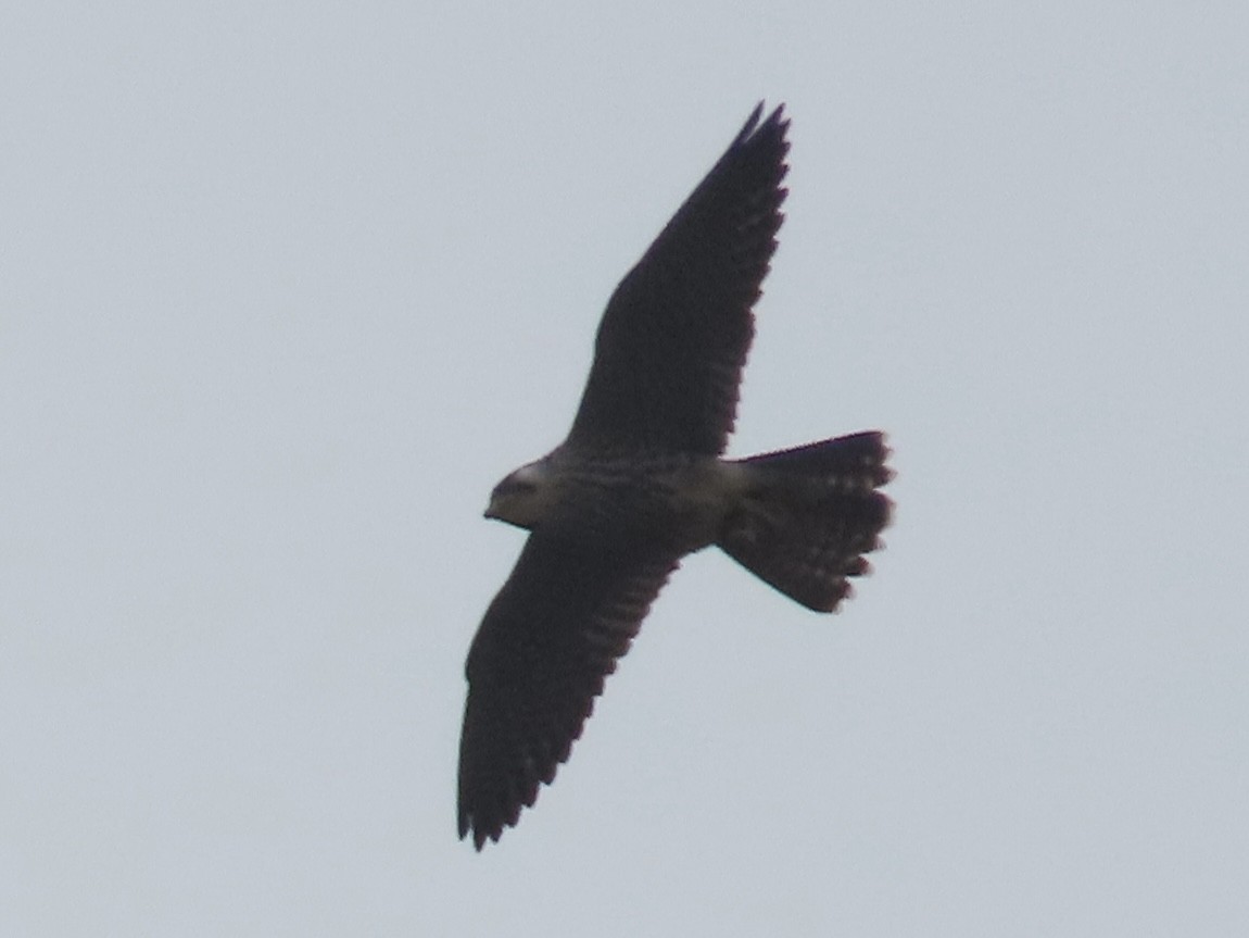 Faucon pèlerin - ML647454299