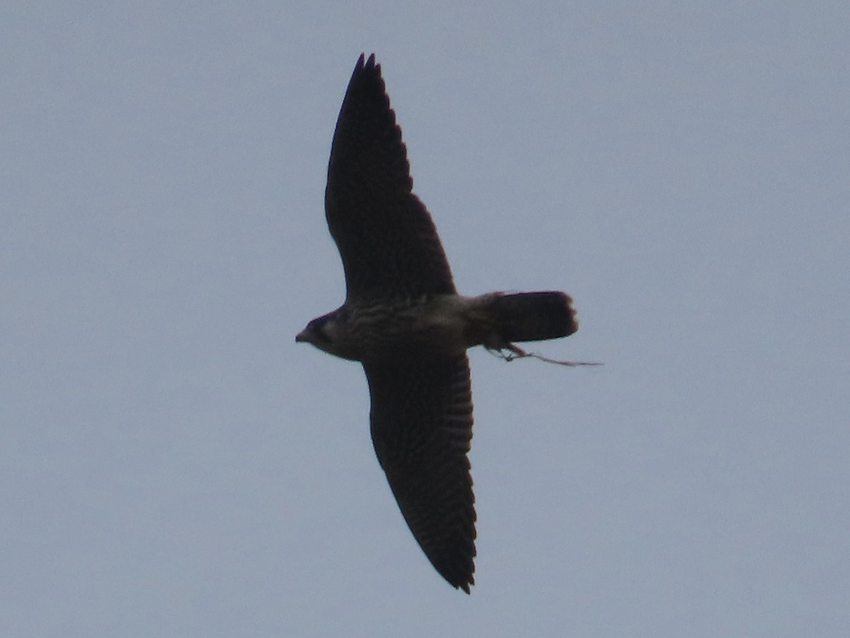 Faucon pèlerin - ML647454300