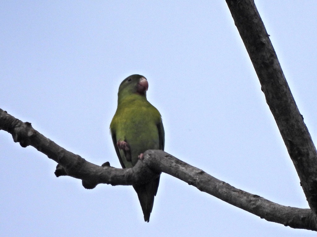 Toui à menton d'or - ML647454301