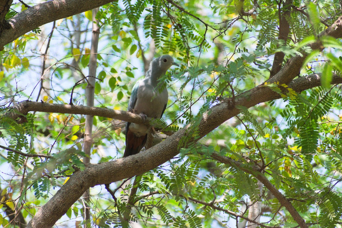 Carpophage de Pauline - ML647454305