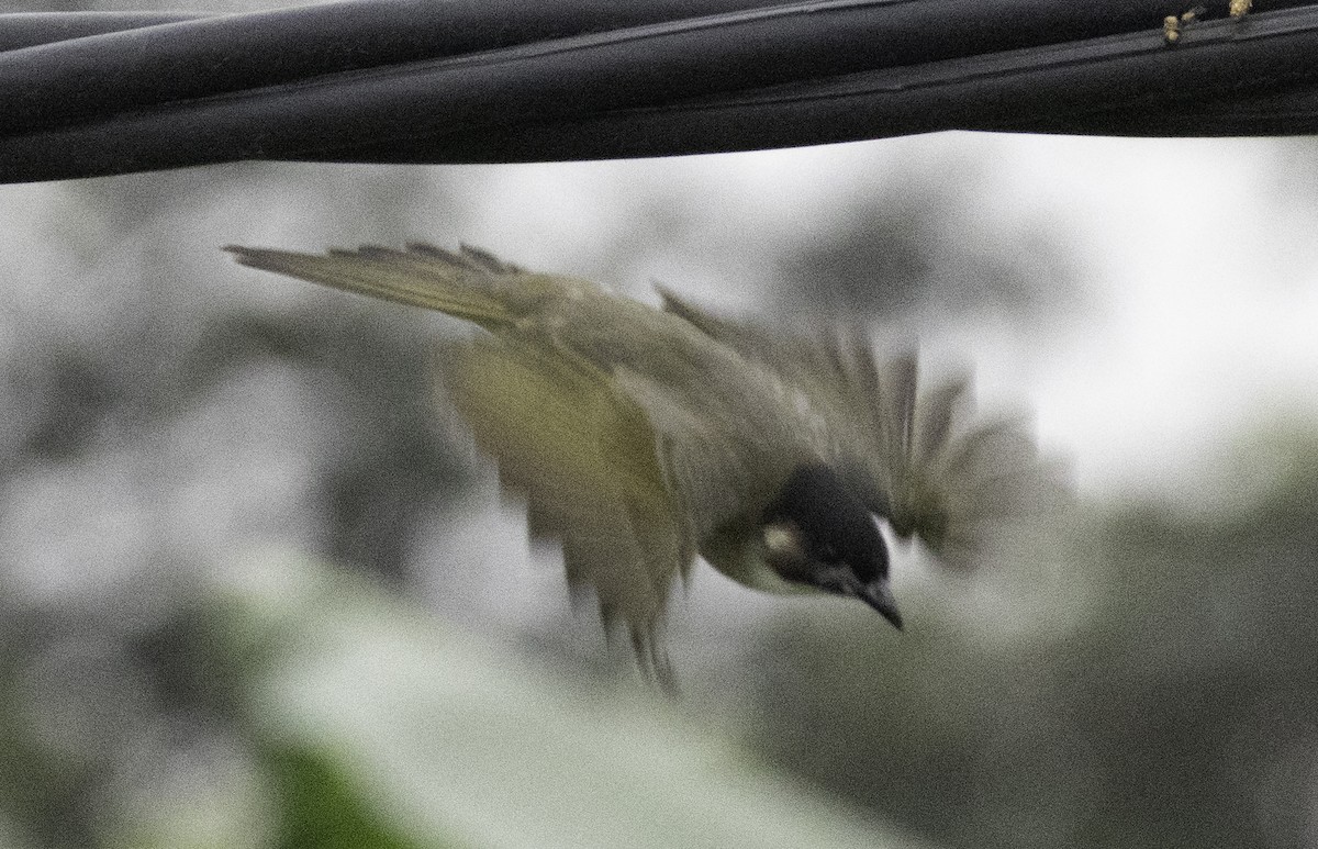 Bulbul de Chine (hainanus) - ML647454306