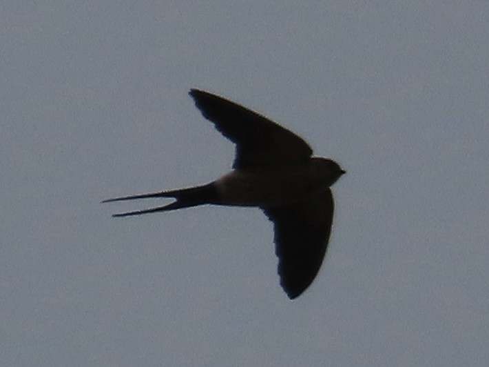 Hirondelle striolée - ML647454308