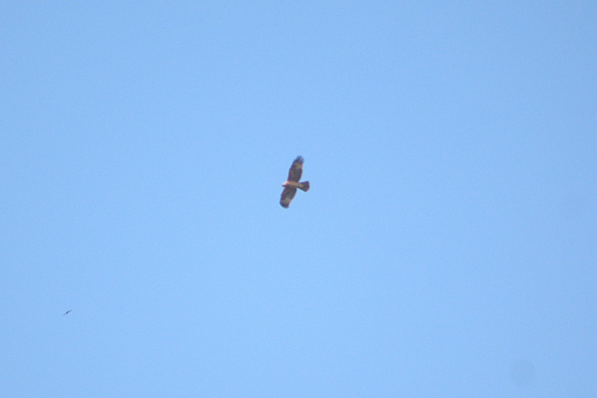 Aigle de Bonelli - ML647454310