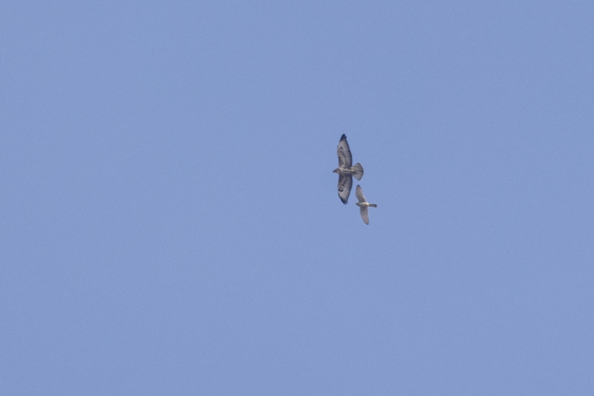 Канюк звичайний - ML647454337