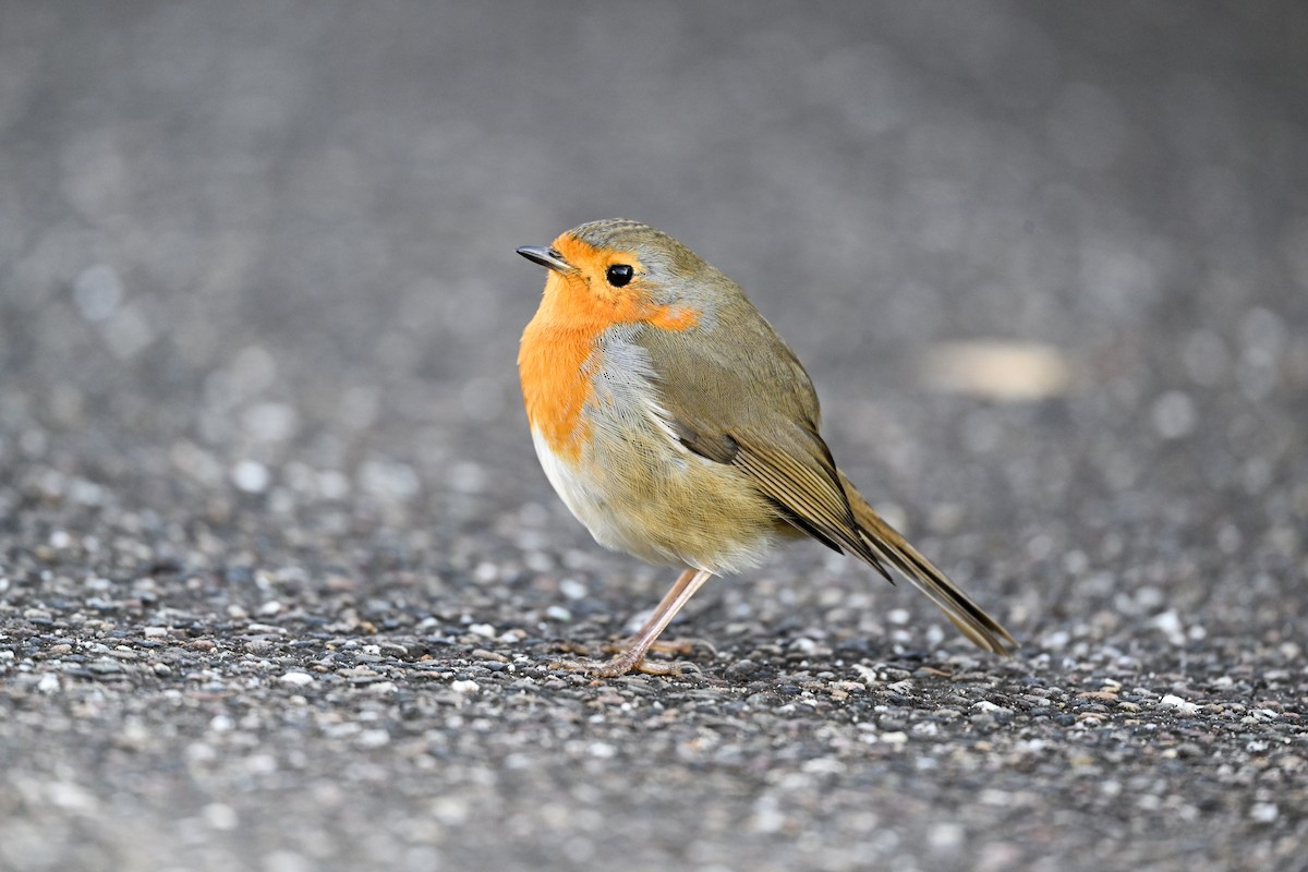 Вільшанка - ML647454338