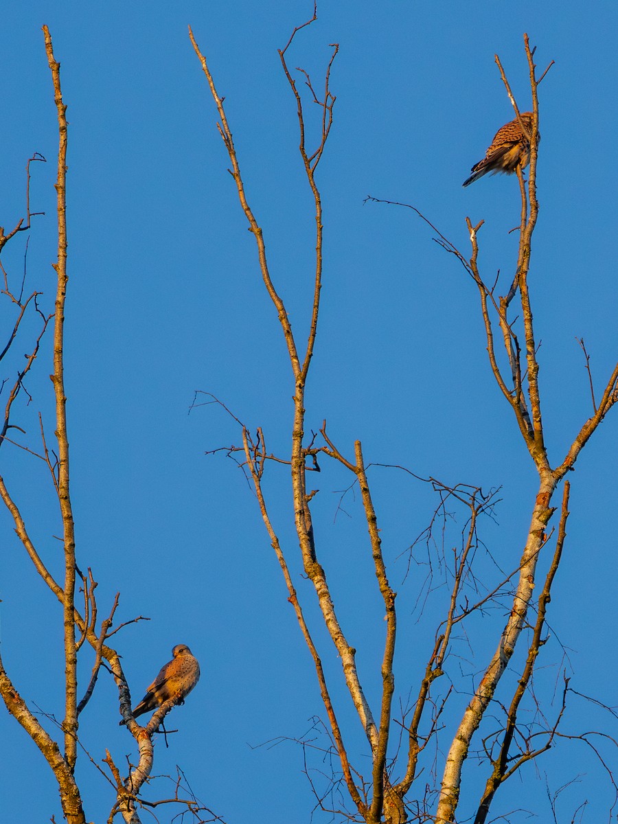 Боривітер звичайний - ML647454357
