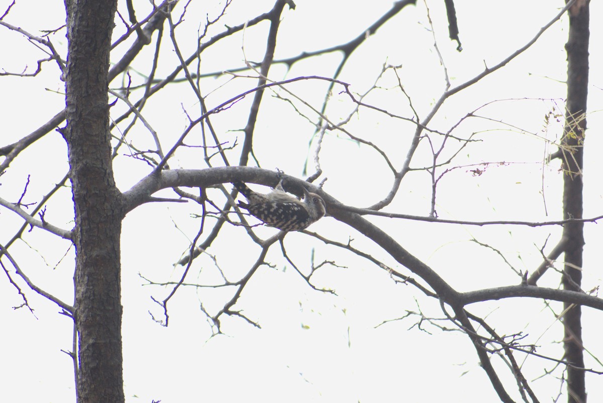 Brown-capped Pygmy Woodpecker - ML647454358