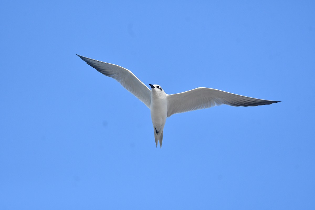 Крячок чорнодзьобий - ML647454360