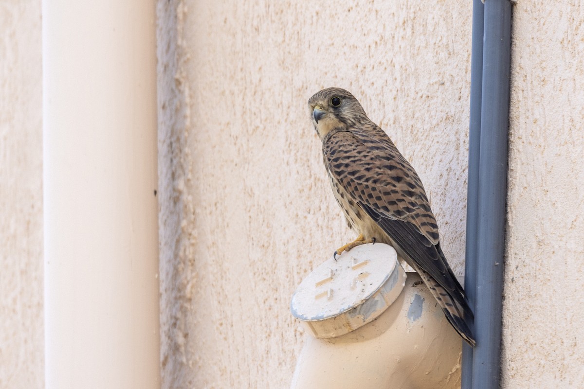 Боривітер звичайний - ML647454361