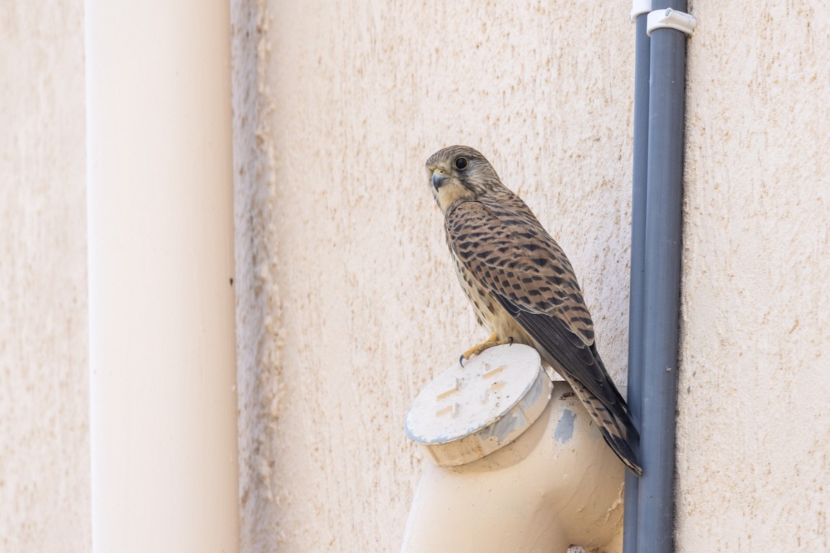 Боривітер звичайний - ML647454362