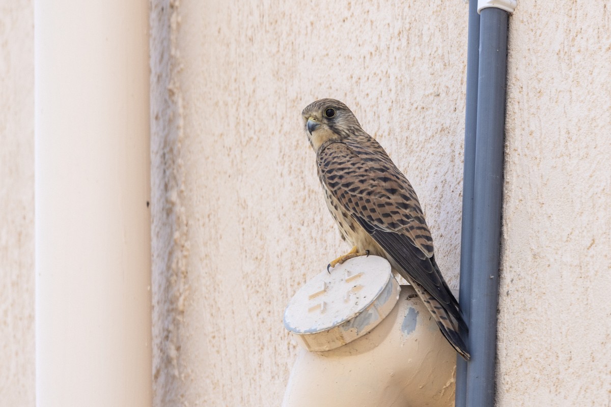 Боривітер звичайний - ML647454363