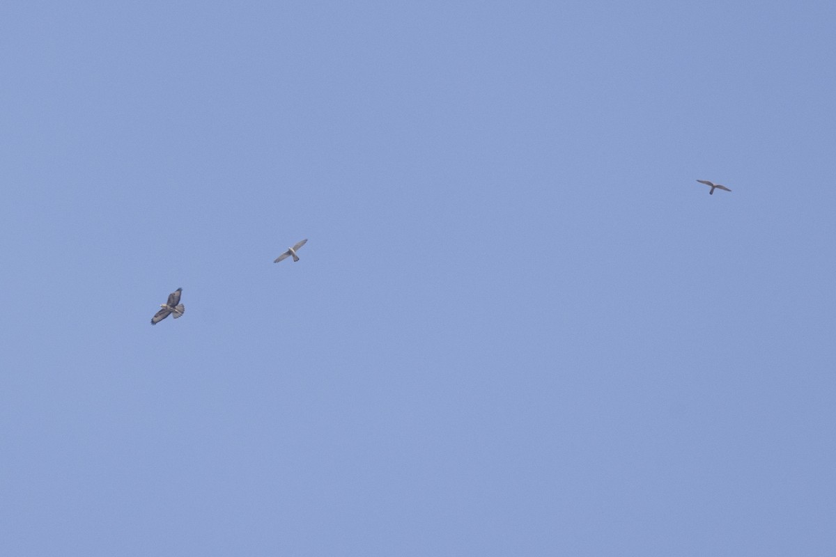 Боривітер звичайний - ML647454364