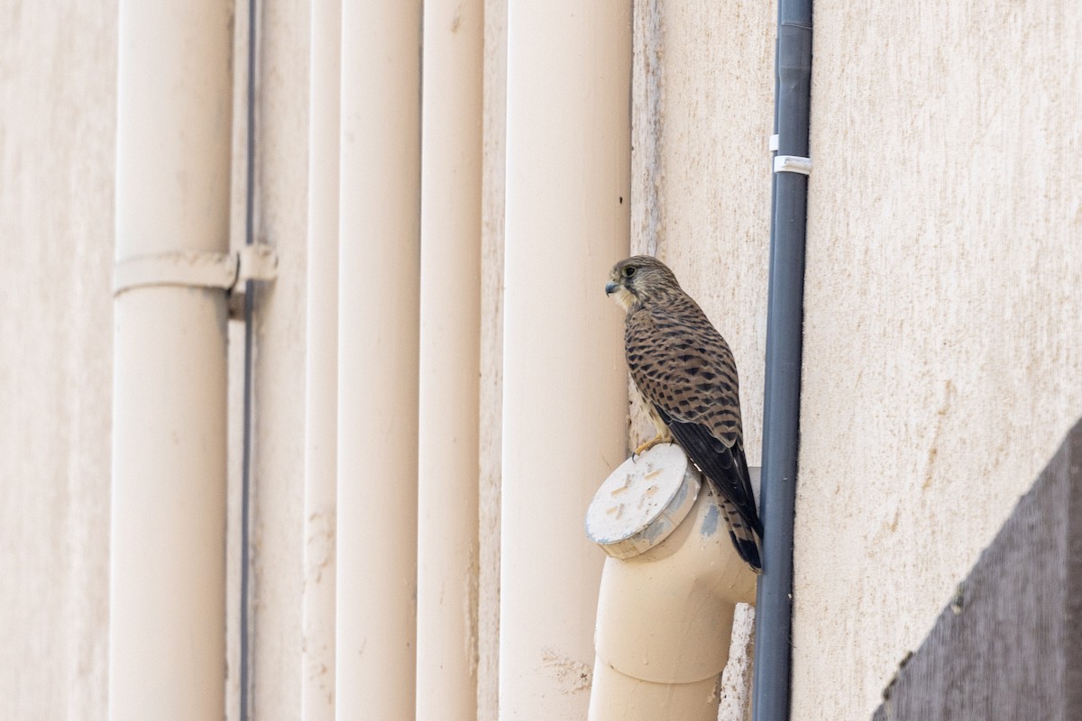 Боривітер звичайний - ML647454365