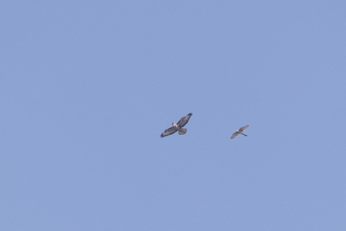 Боривітер звичайний - ML647454366