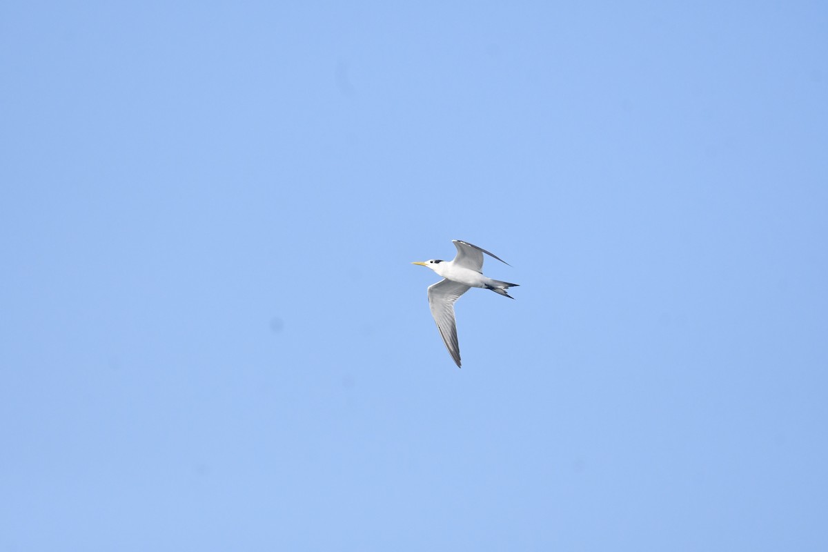 Крячок жовтодзьобий - ML647454367