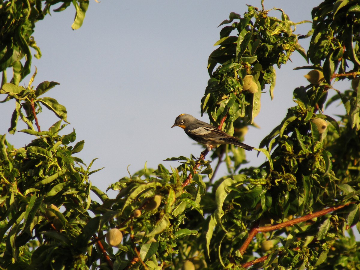 Пісняр-лісовик жовтогузий (підвид auduboni) - ML647454370