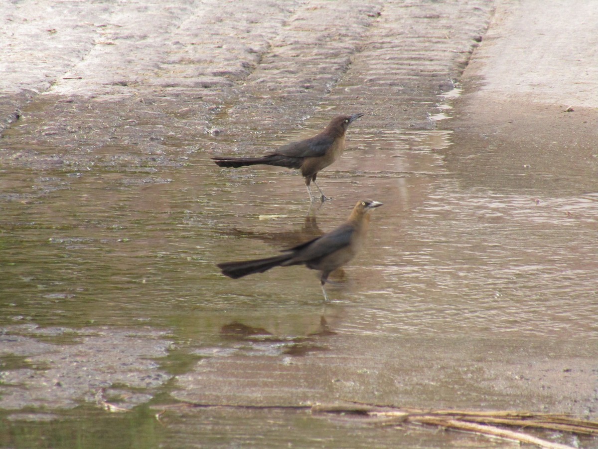 Гракл великохвостий - ML647454373