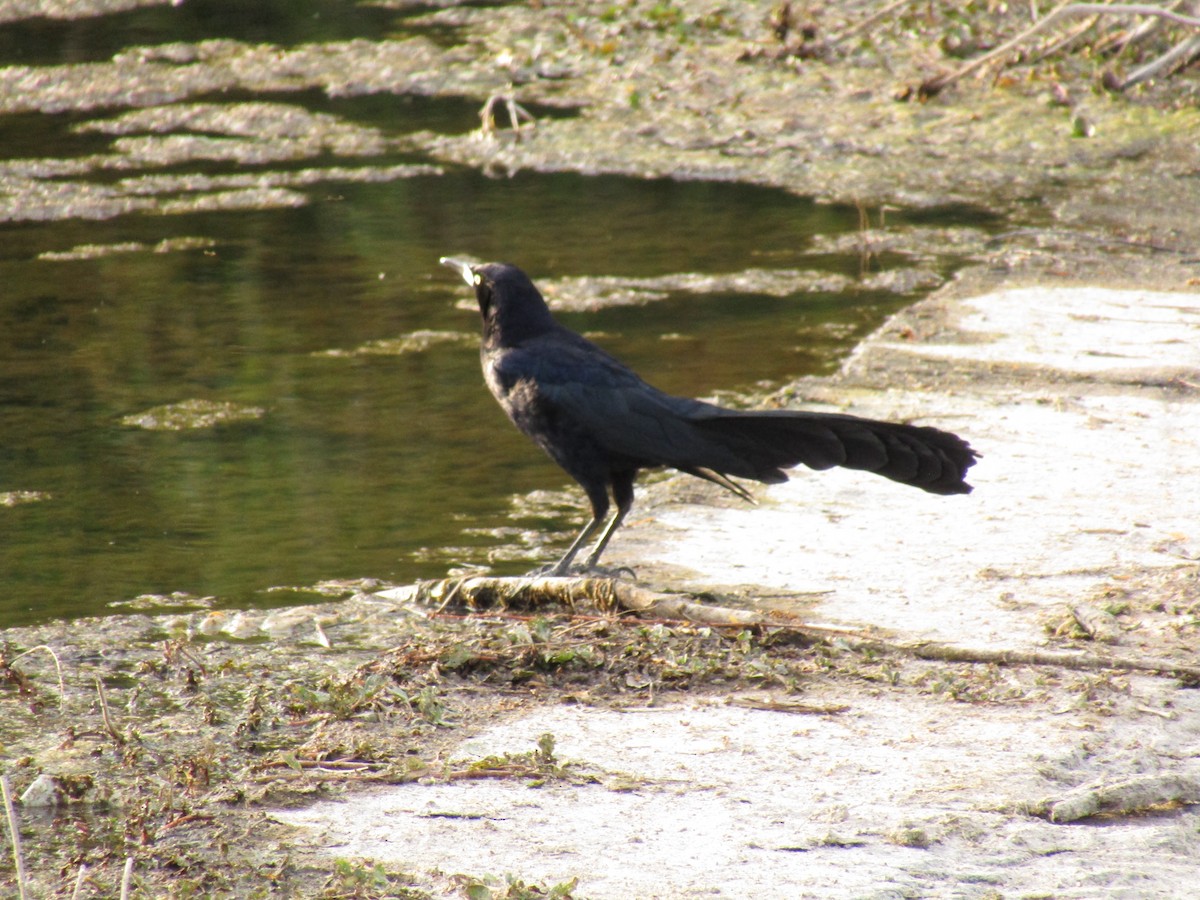 Гракл великохвостий - ML647454374