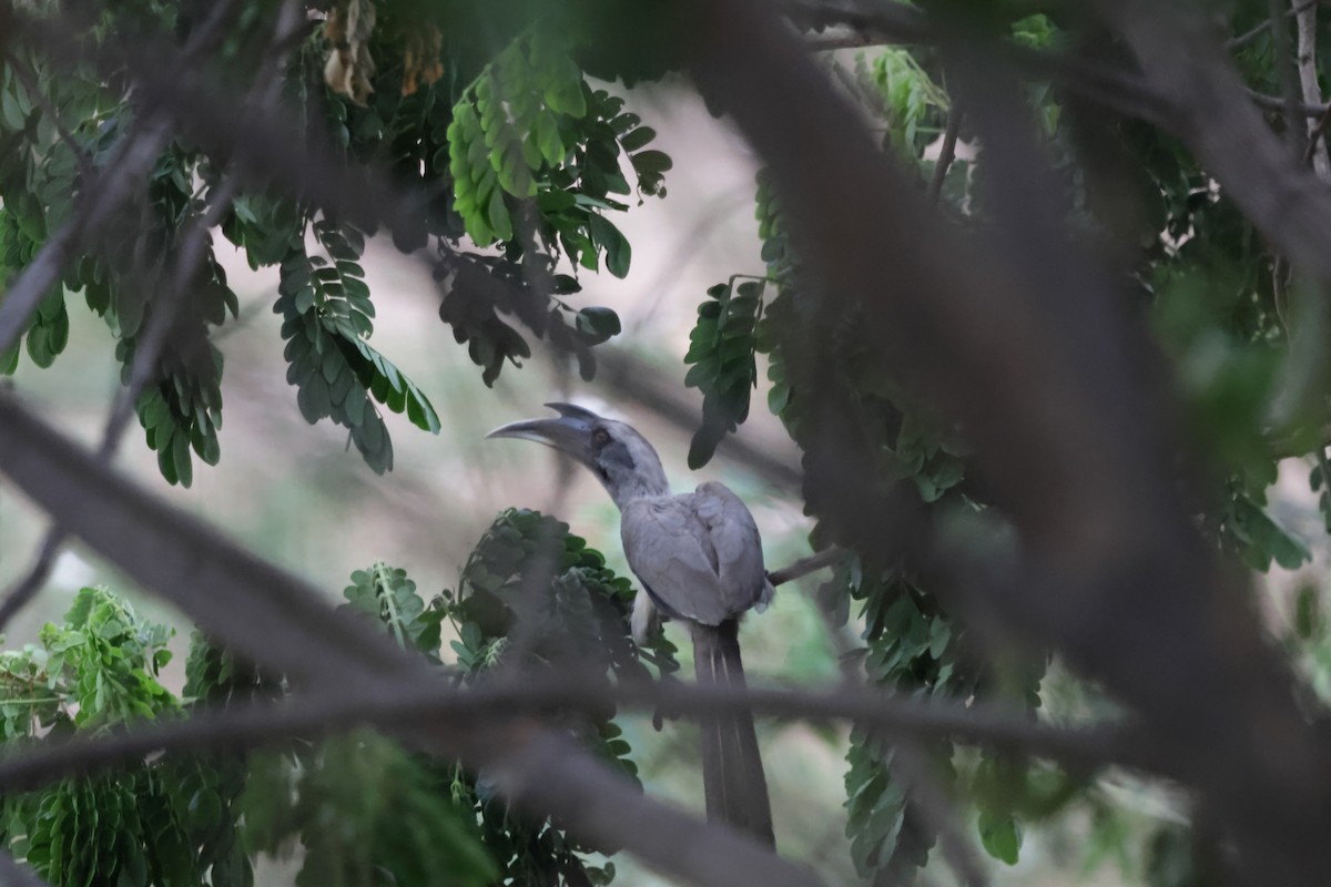 Токо індійський - ML647454378