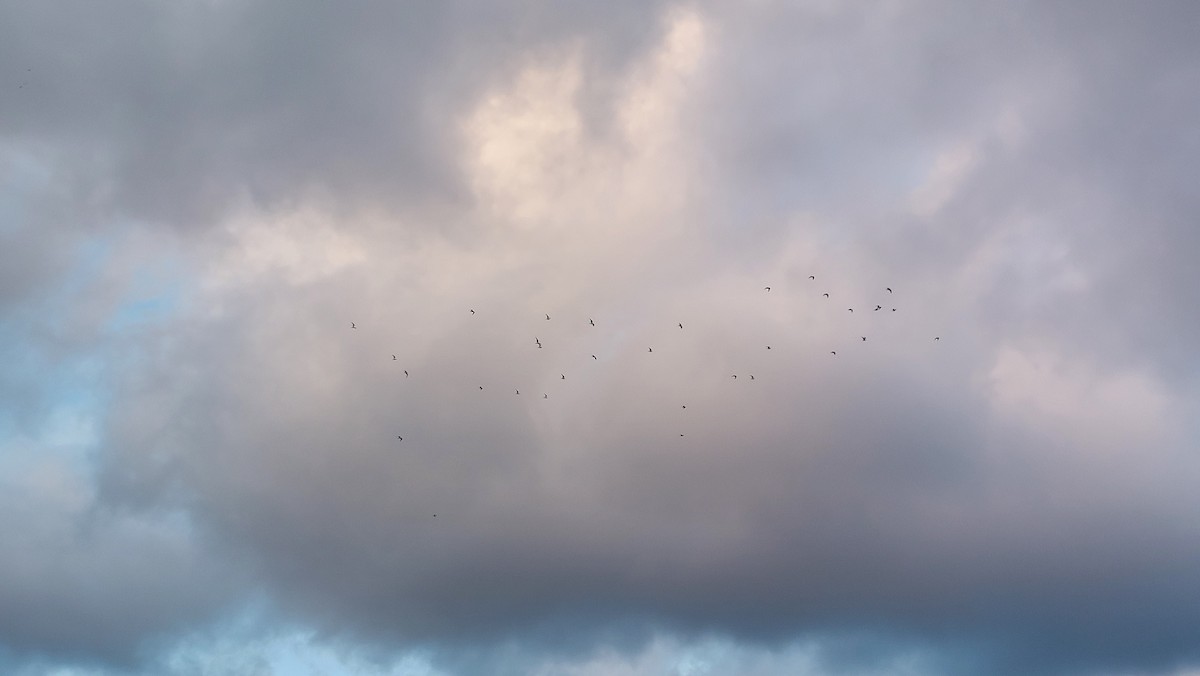 Мартин сивий - ML647454379