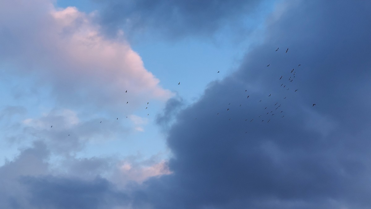 Мартин сивий - ML647454380