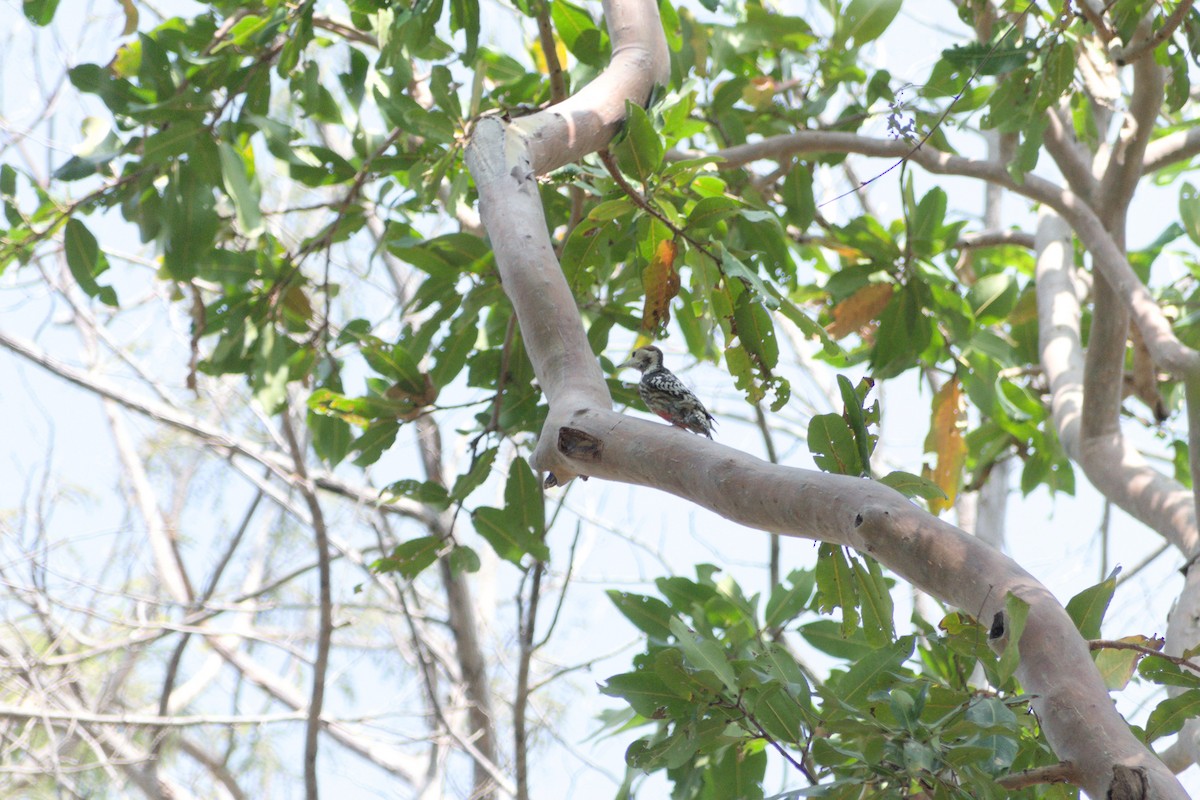 Yellow-crowned Woodpecker - ML647454385
