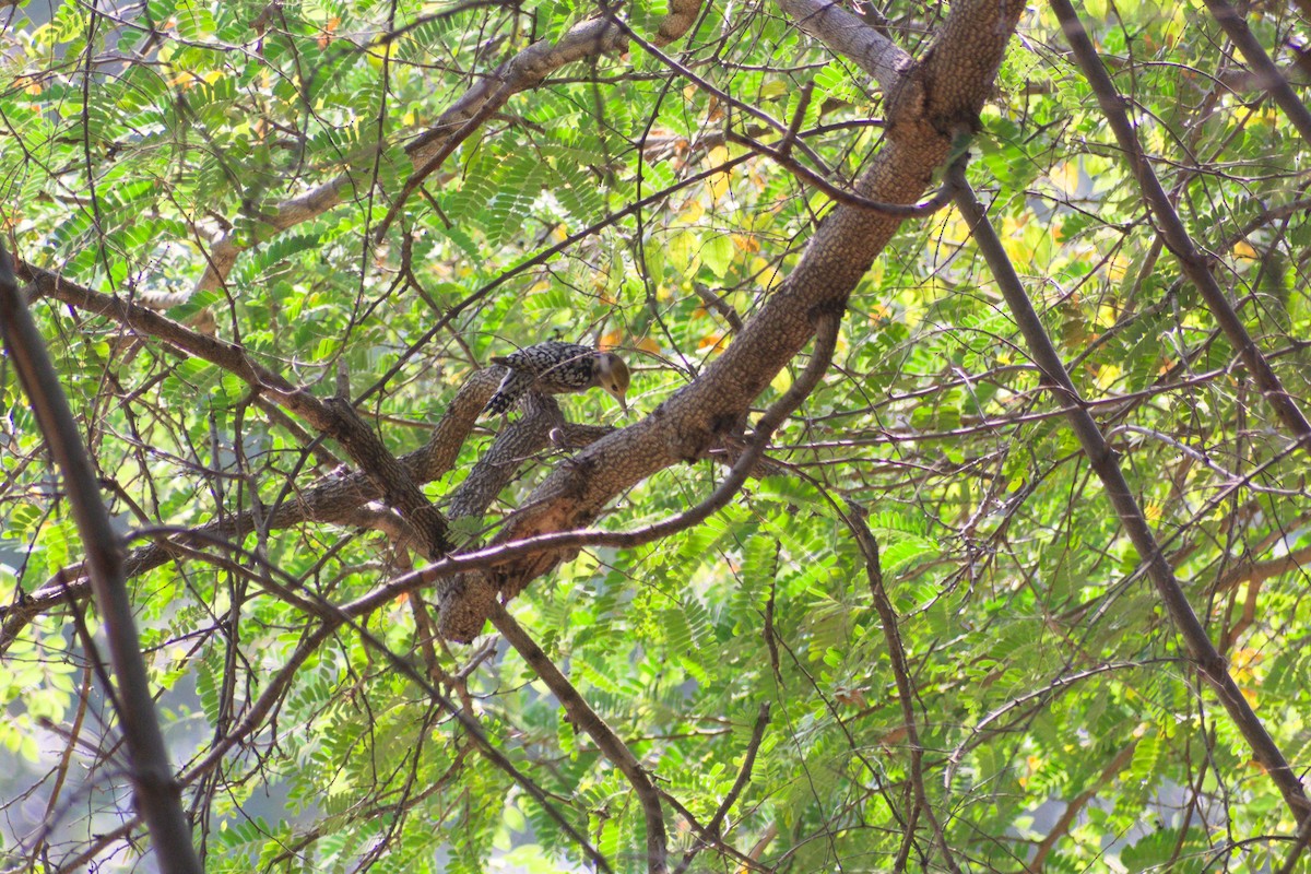 Дятел жовтолобий - ML647454386