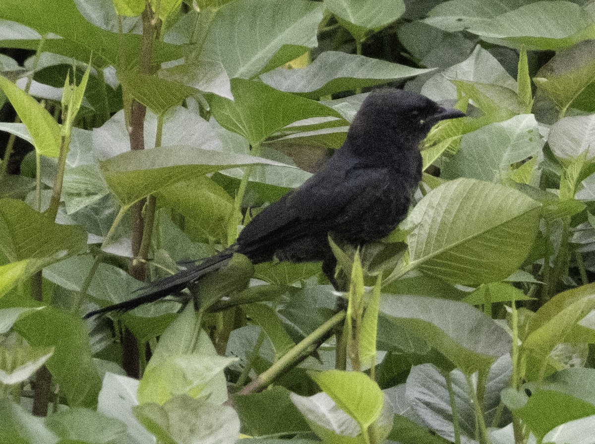 Black Drongo - ML647454388