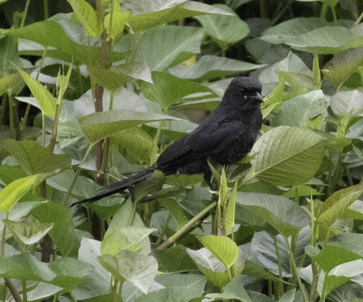 Black Drongo - ML647454389