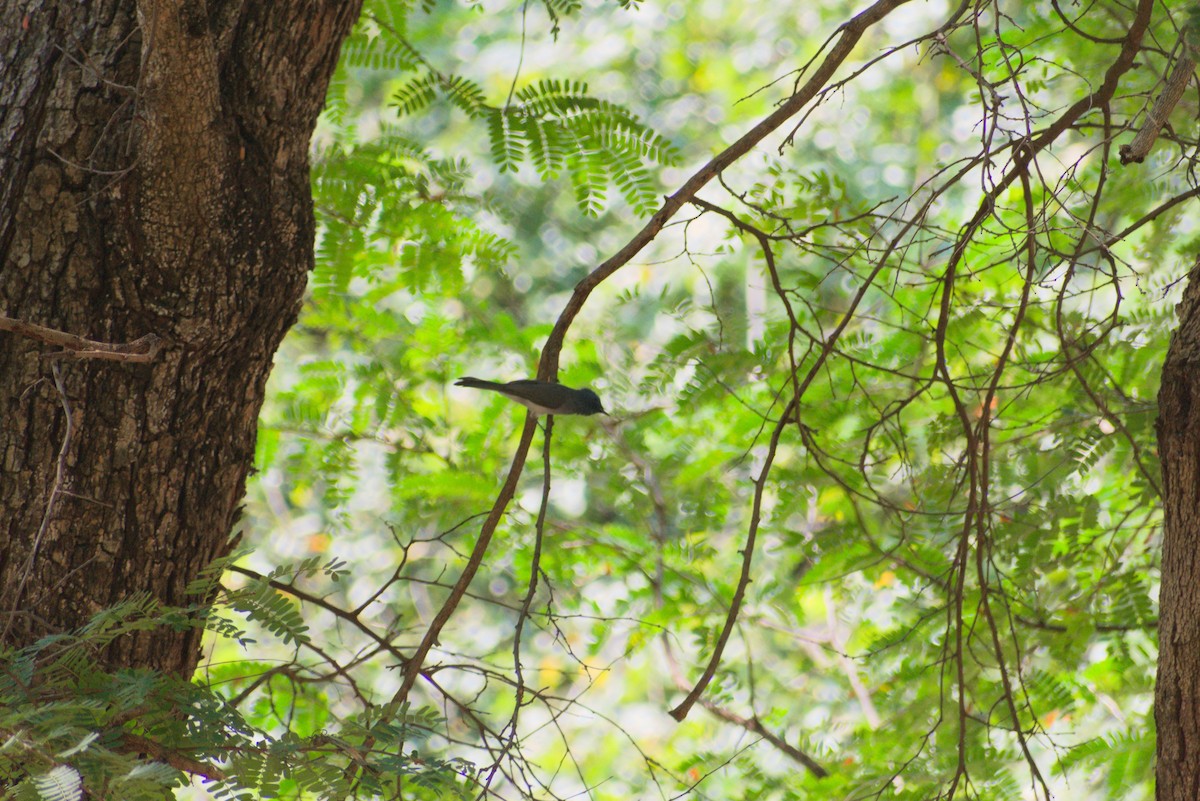 Black-naped Monarch - ML647454390