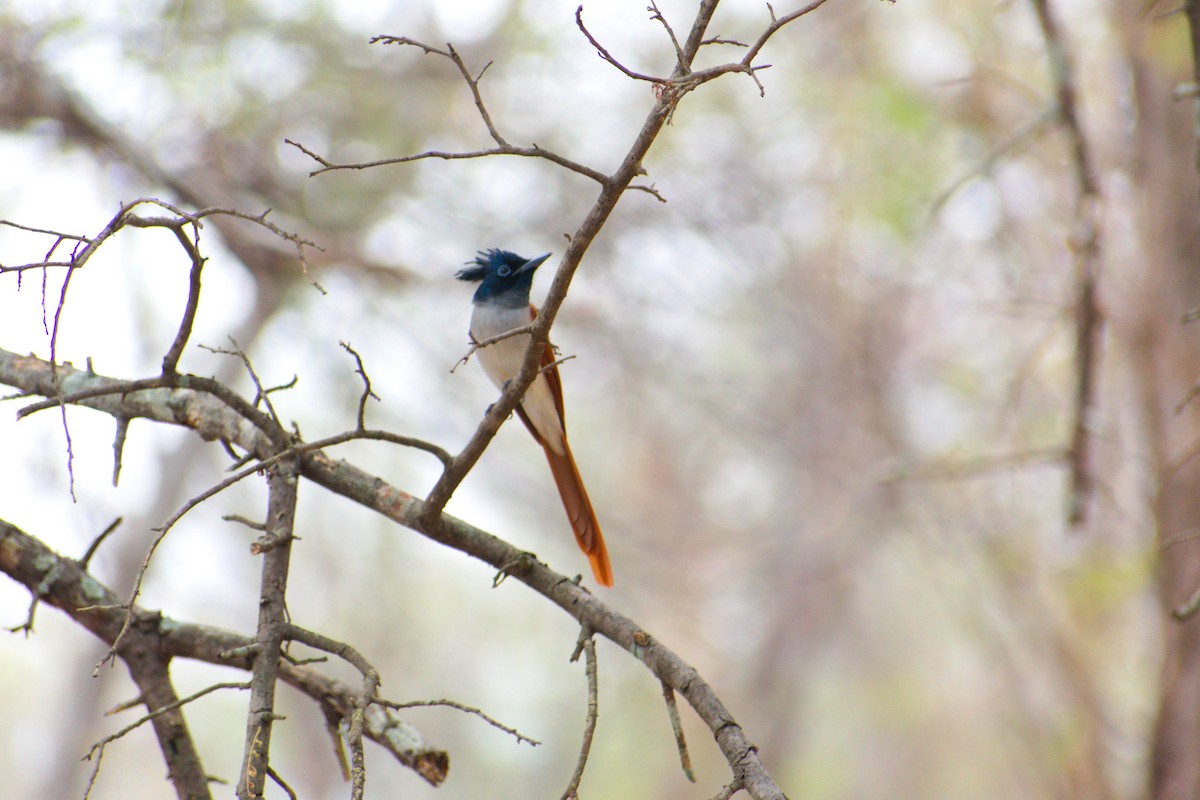 Indian Paradise-Flycatcher - ML647454392