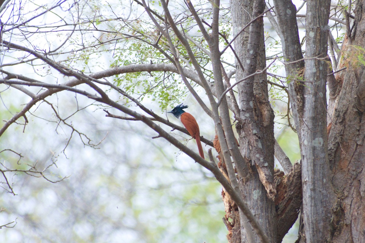 Indian Paradise-Flycatcher - ML647454393