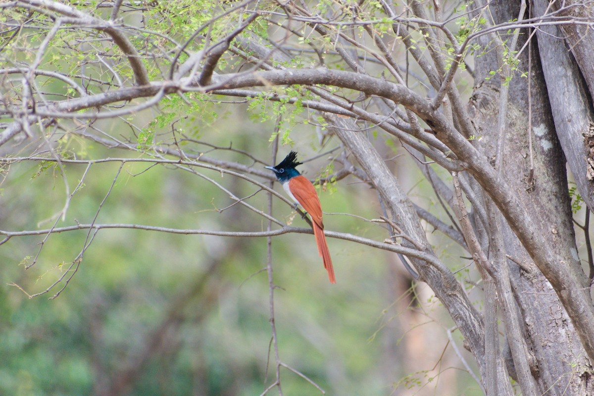 Indian Paradise-Flycatcher - ML647454394