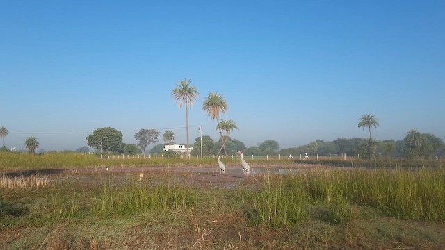 Sarus Crane - ML647454395
