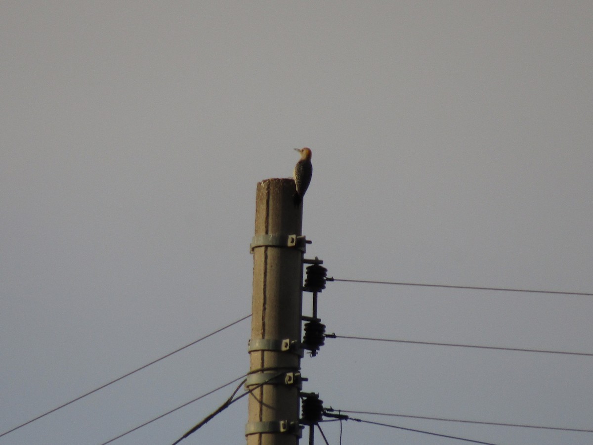 Golden-fronted Woodpecker - ML647454396
