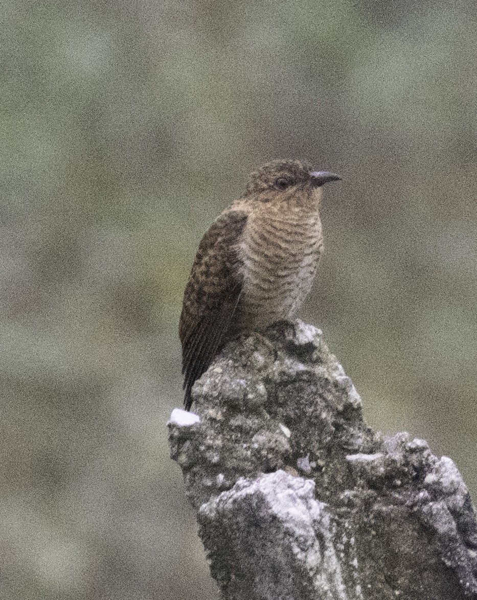 Plaintive Cuckoo - ML647454400