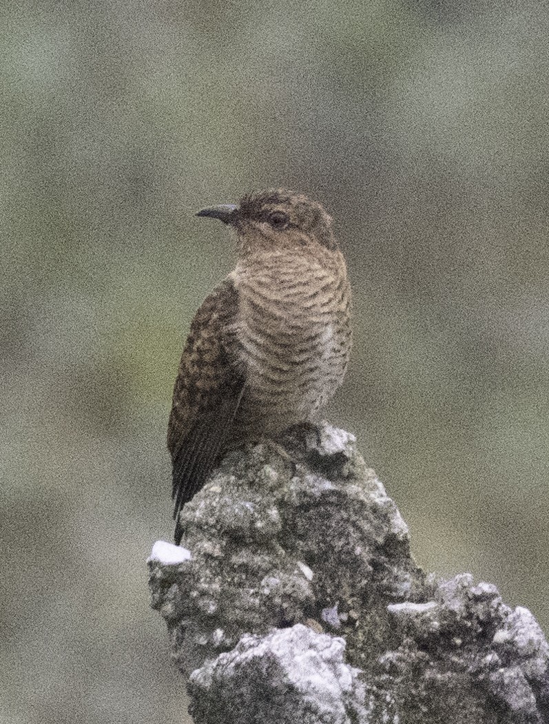 Plaintive Cuckoo - ML647454401