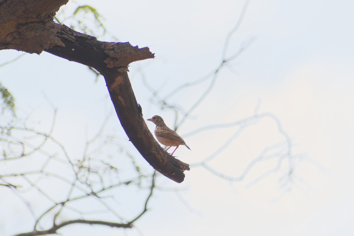 Jerdon's Bushlark - ML647454402