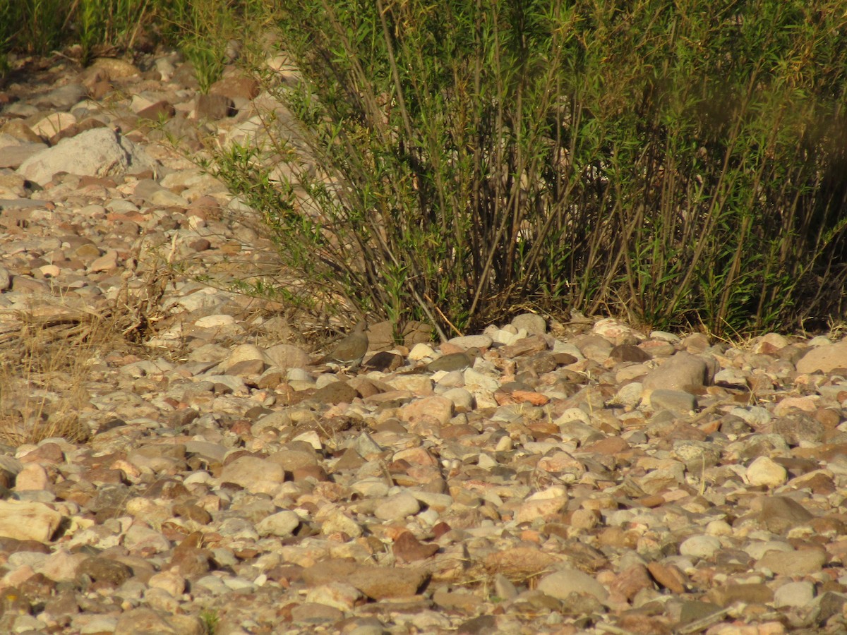 White-winged Dove - ML647454405