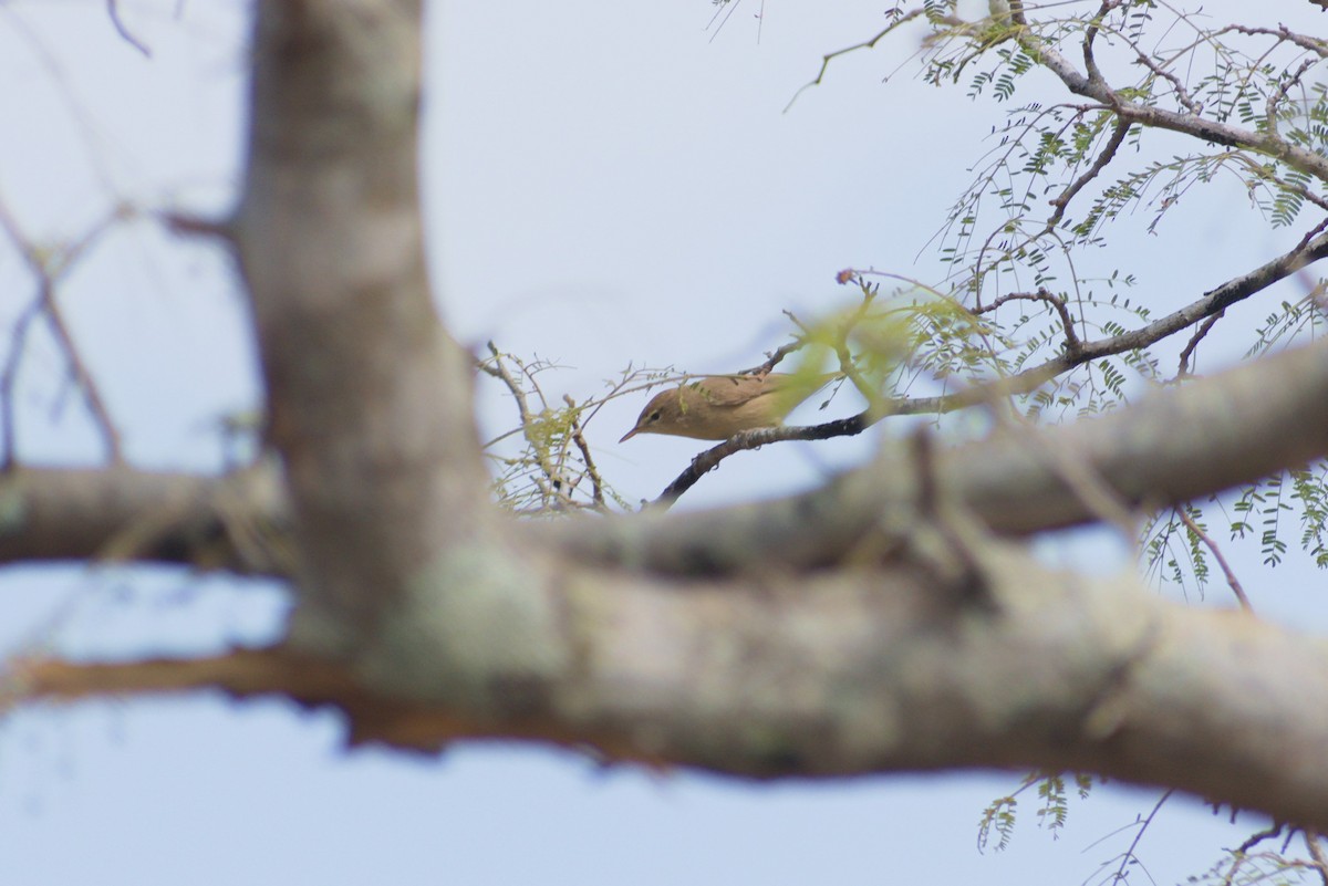 Sykes's Warbler - ML647454407
