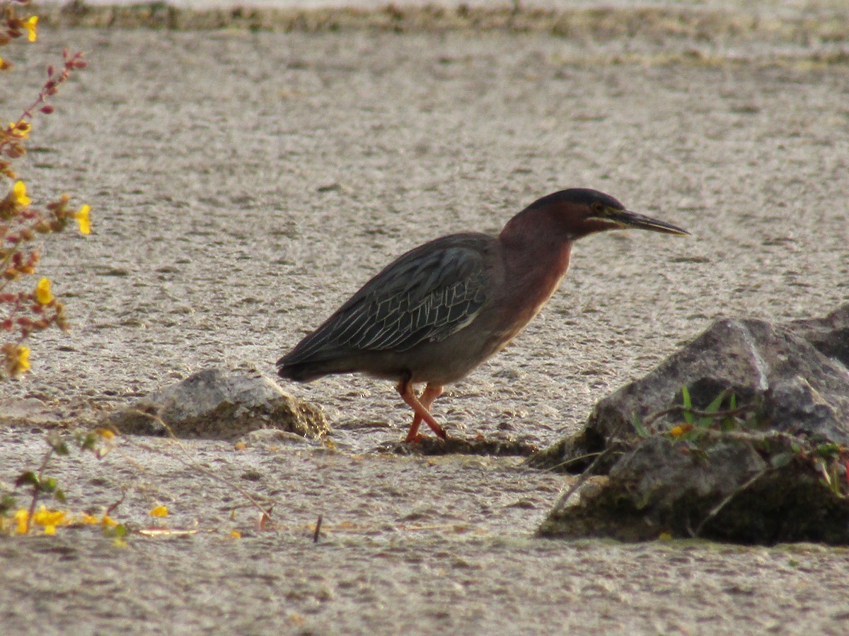 Green Heron - ML647454409