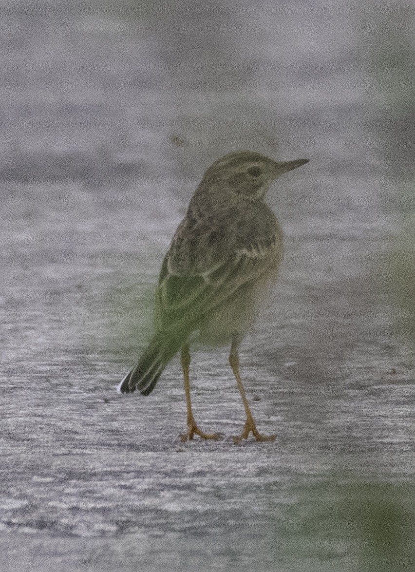 Paddyfield Pipit - ML647454410