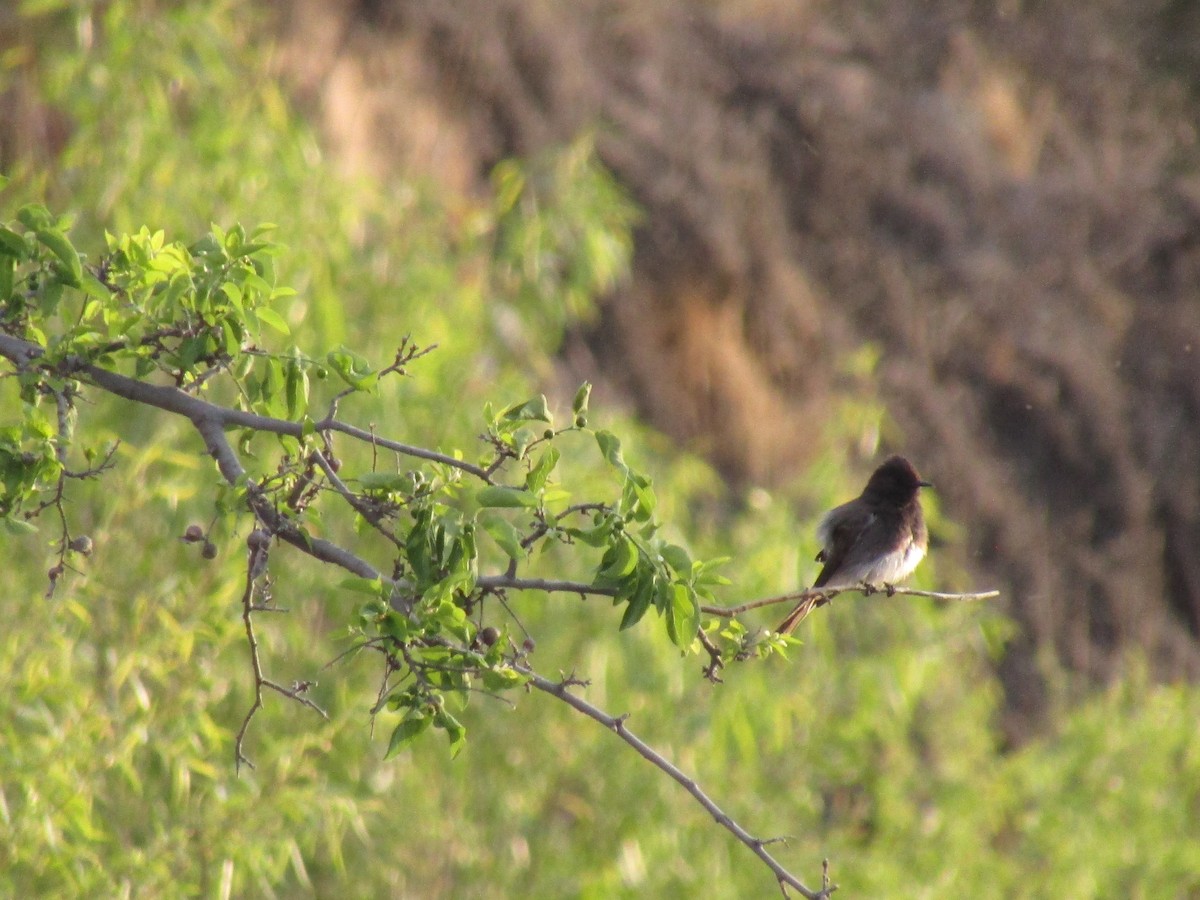 Black Phoebe - ML647454411