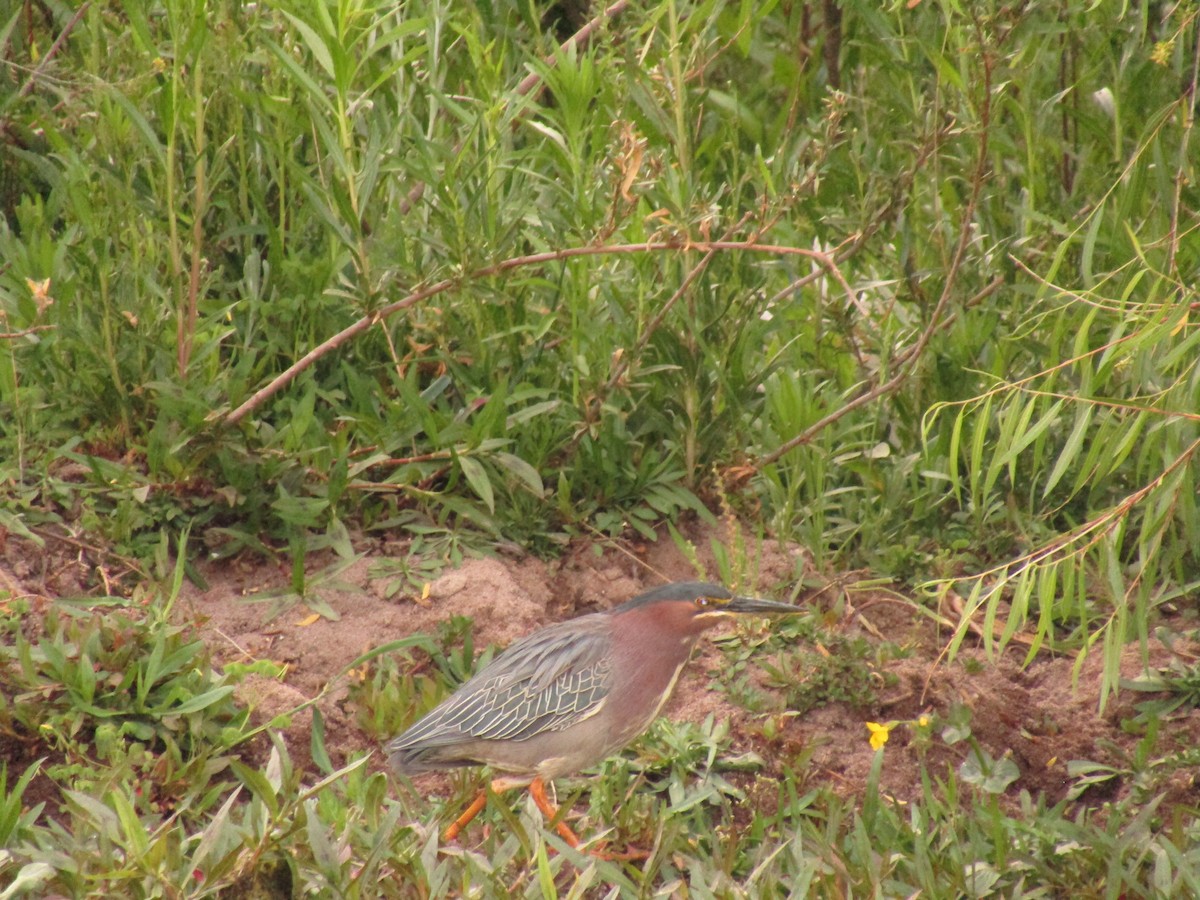 Green Heron - ML647454412