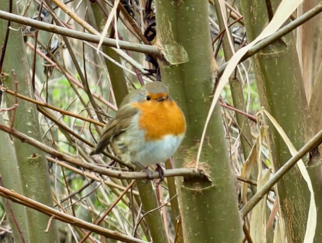 European Robin - ML647454413