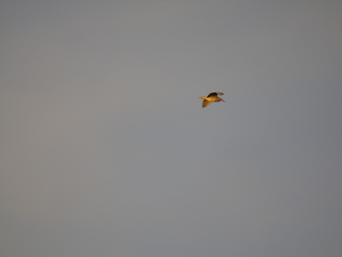 Black-crowned Night Heron - ML647454414